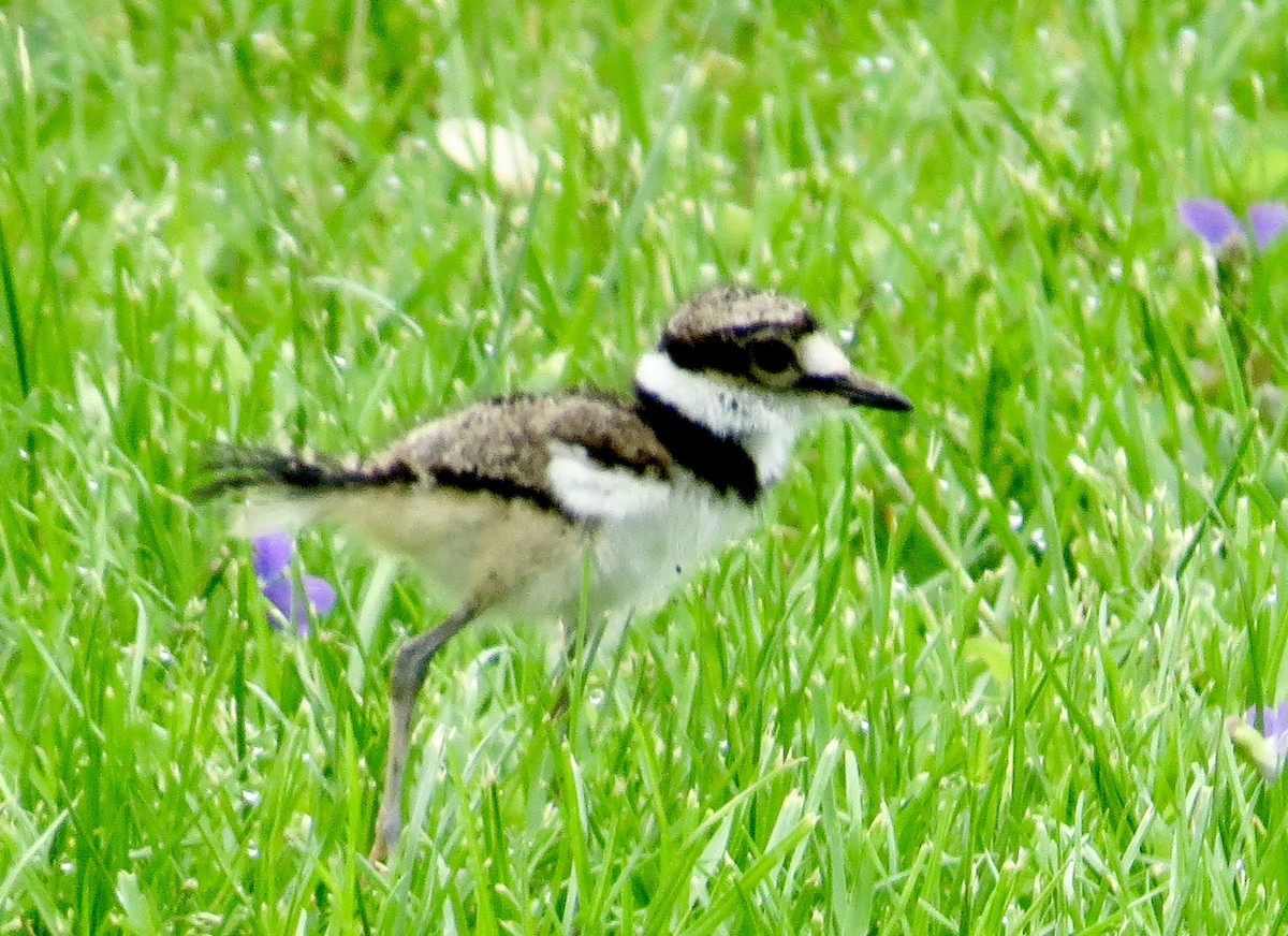 Killdeer - ML567129881