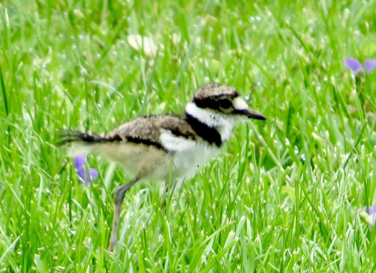 Killdeer - ML567129881