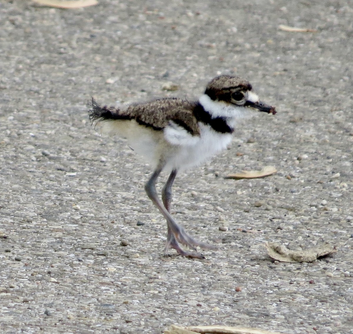 Killdeer - ML567129891