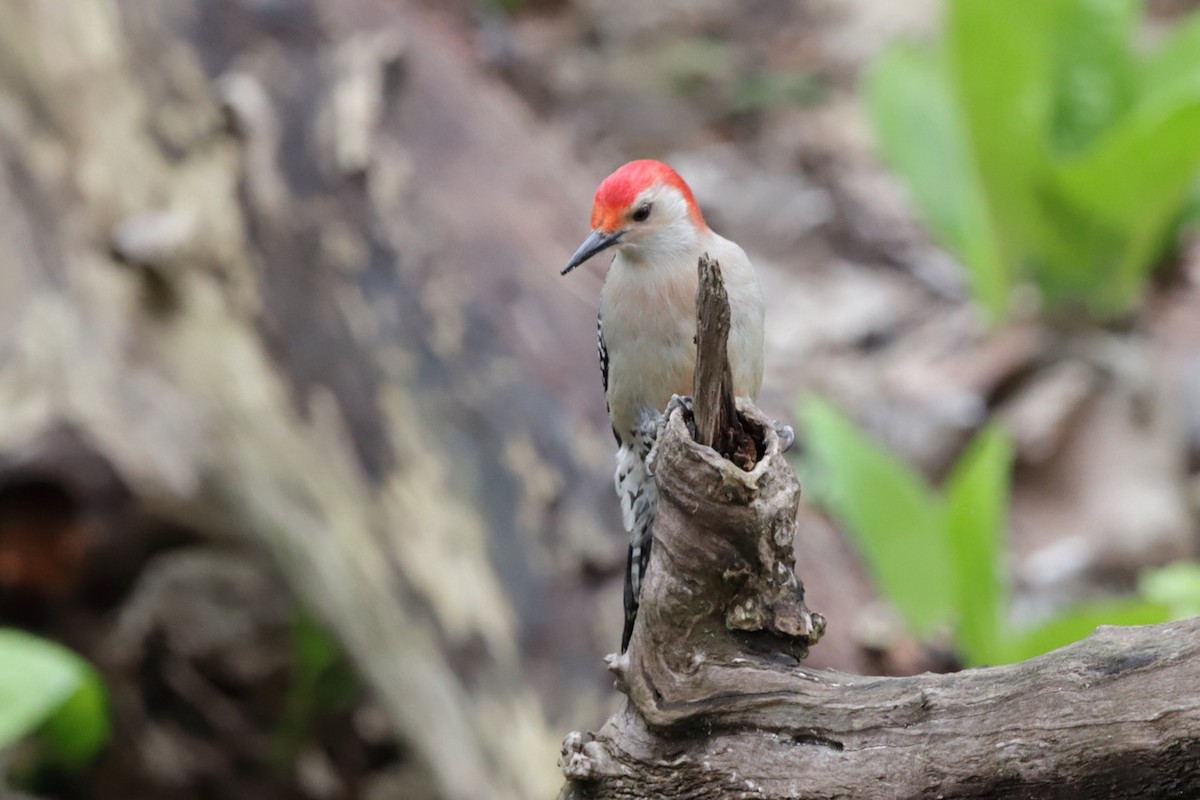 Red-bellied Woodpecker - Steve McNamara