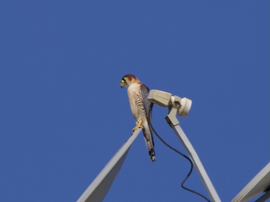 Red-necked Falcon - ML567130021