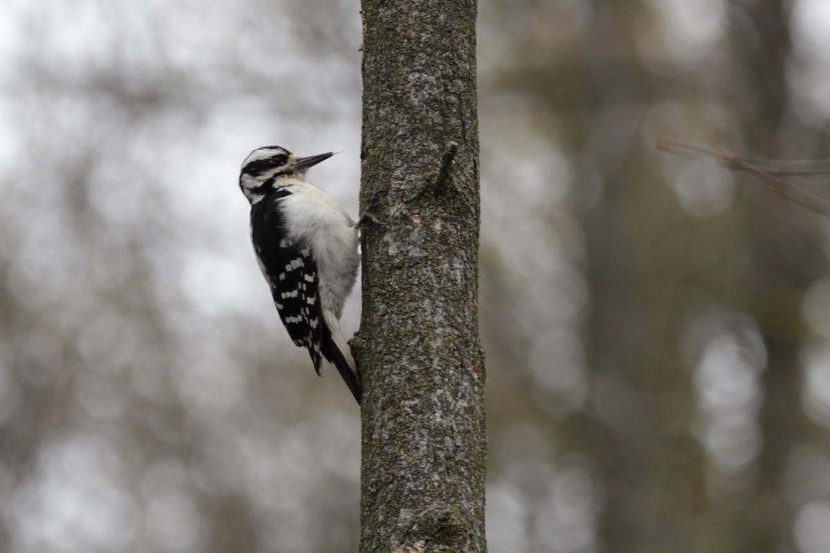 Hairy Woodpecker - ML567130041