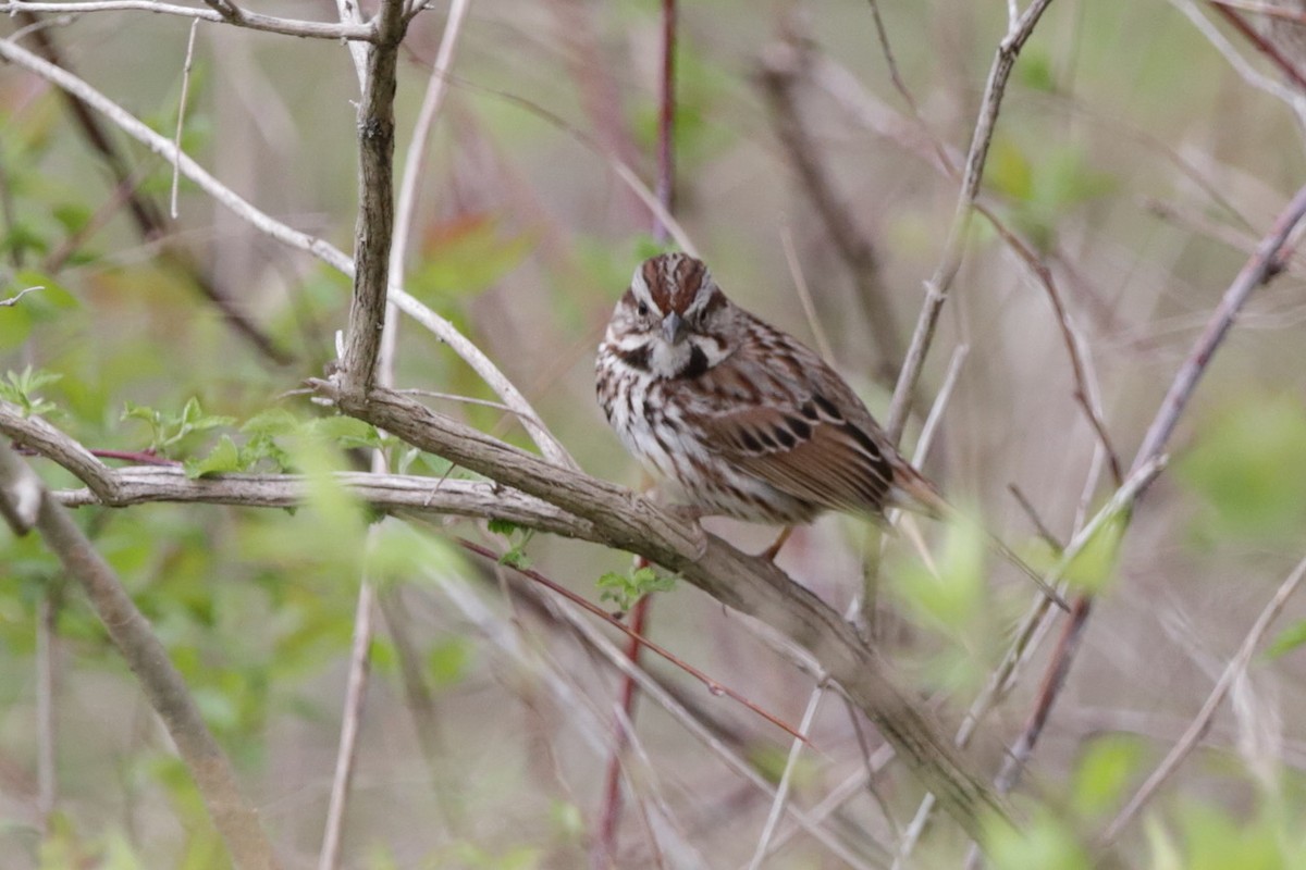 Song Sparrow - ML567130361