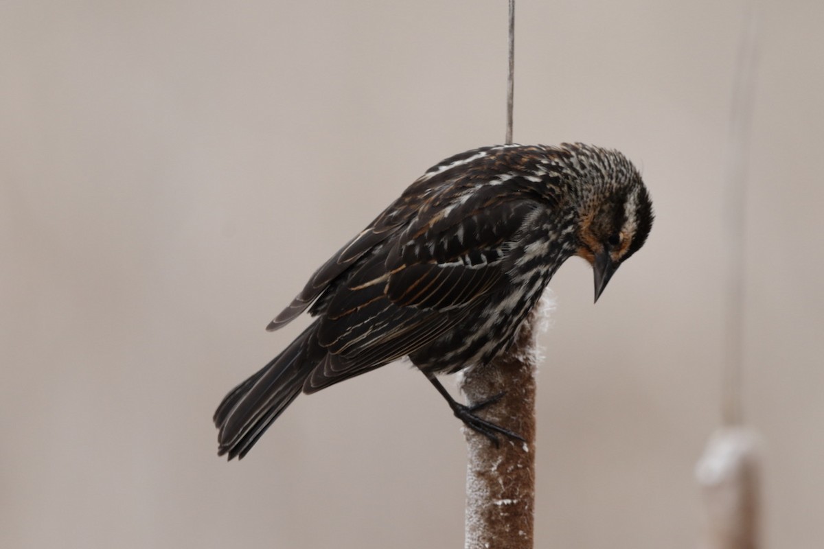 Red-winged Blackbird - ML567130551