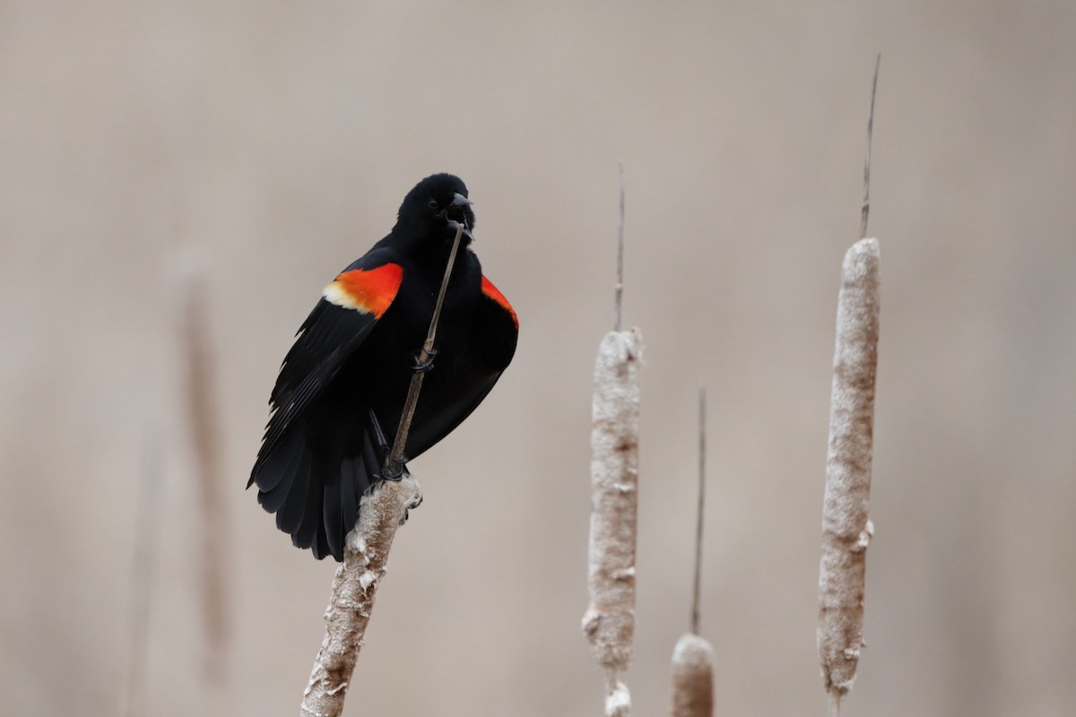 Red-winged Blackbird - ML567130561