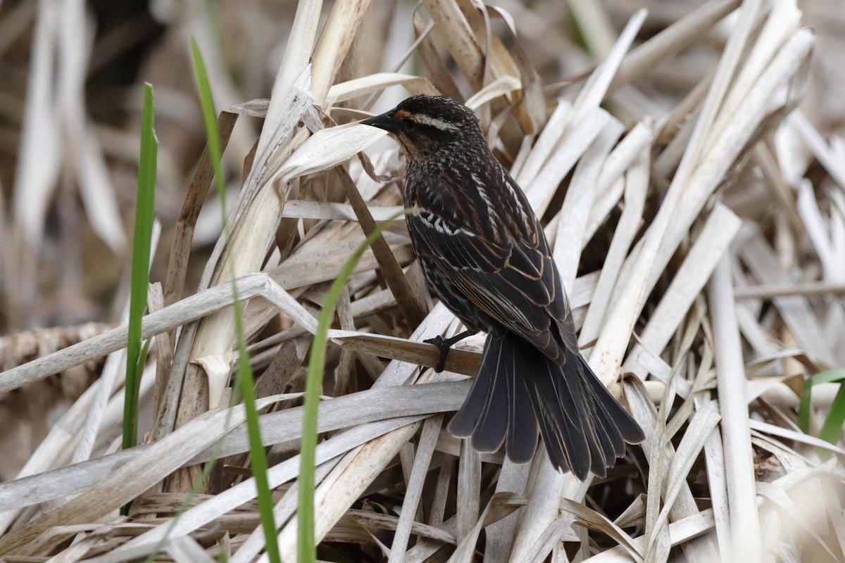 Red-winged Blackbird - ML567130571