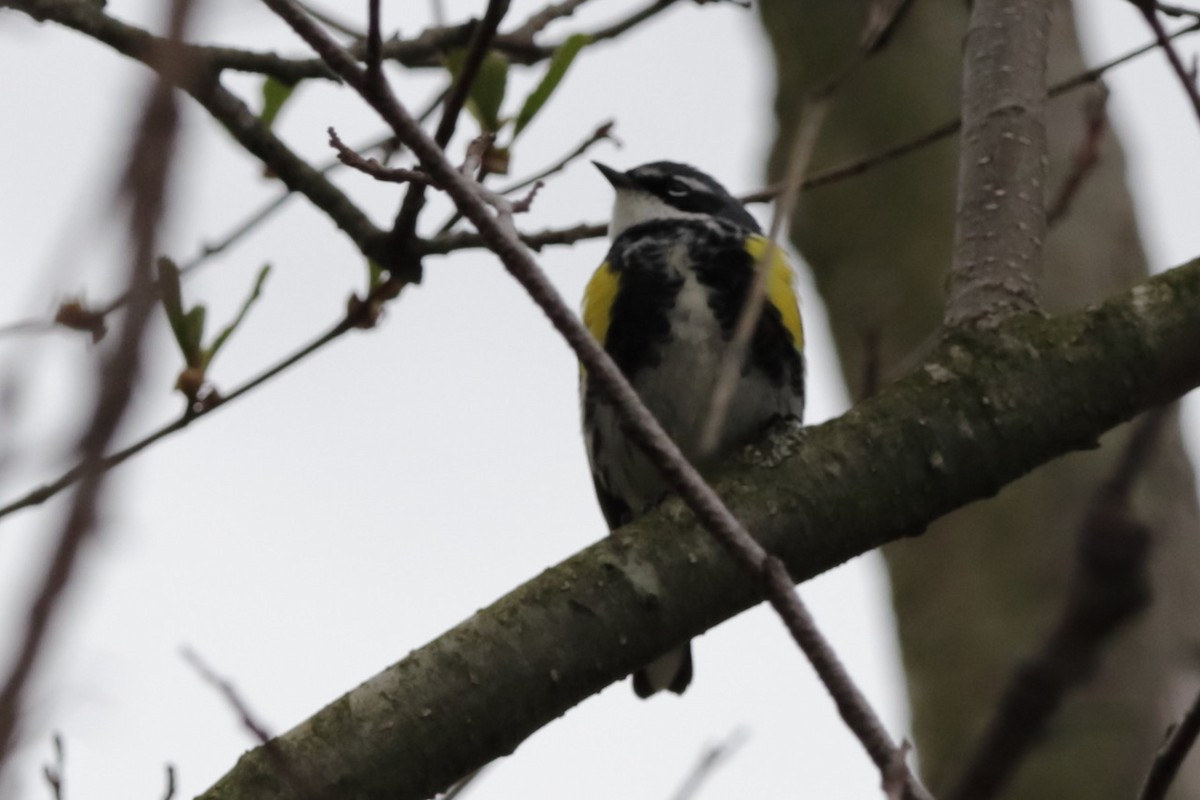 Yellow-rumped Warbler - Steve McNamara