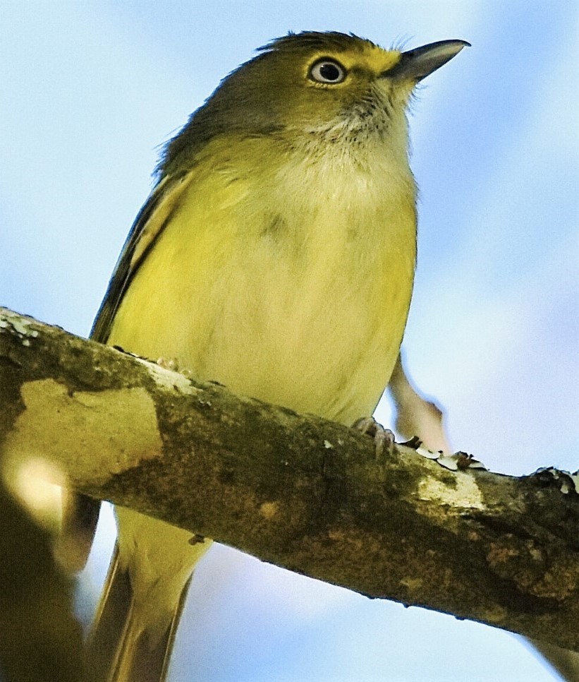 White-eyed Vireo - Jason C. Martin