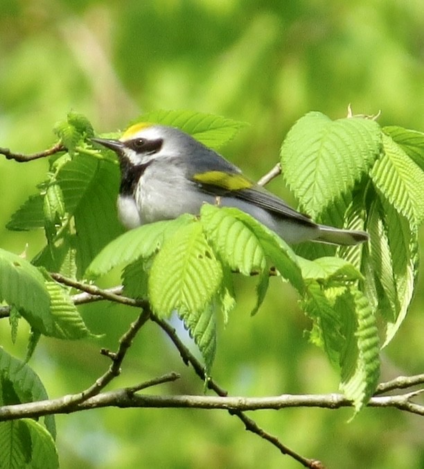 Paruline à ailes dorées - ML567131981