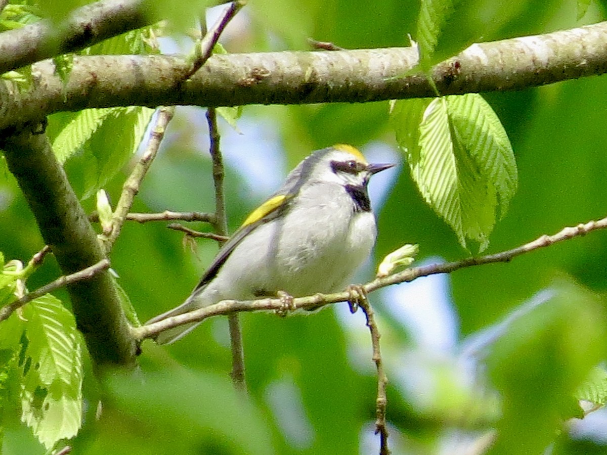 Goldflügel-Waldsänger - ML567132001