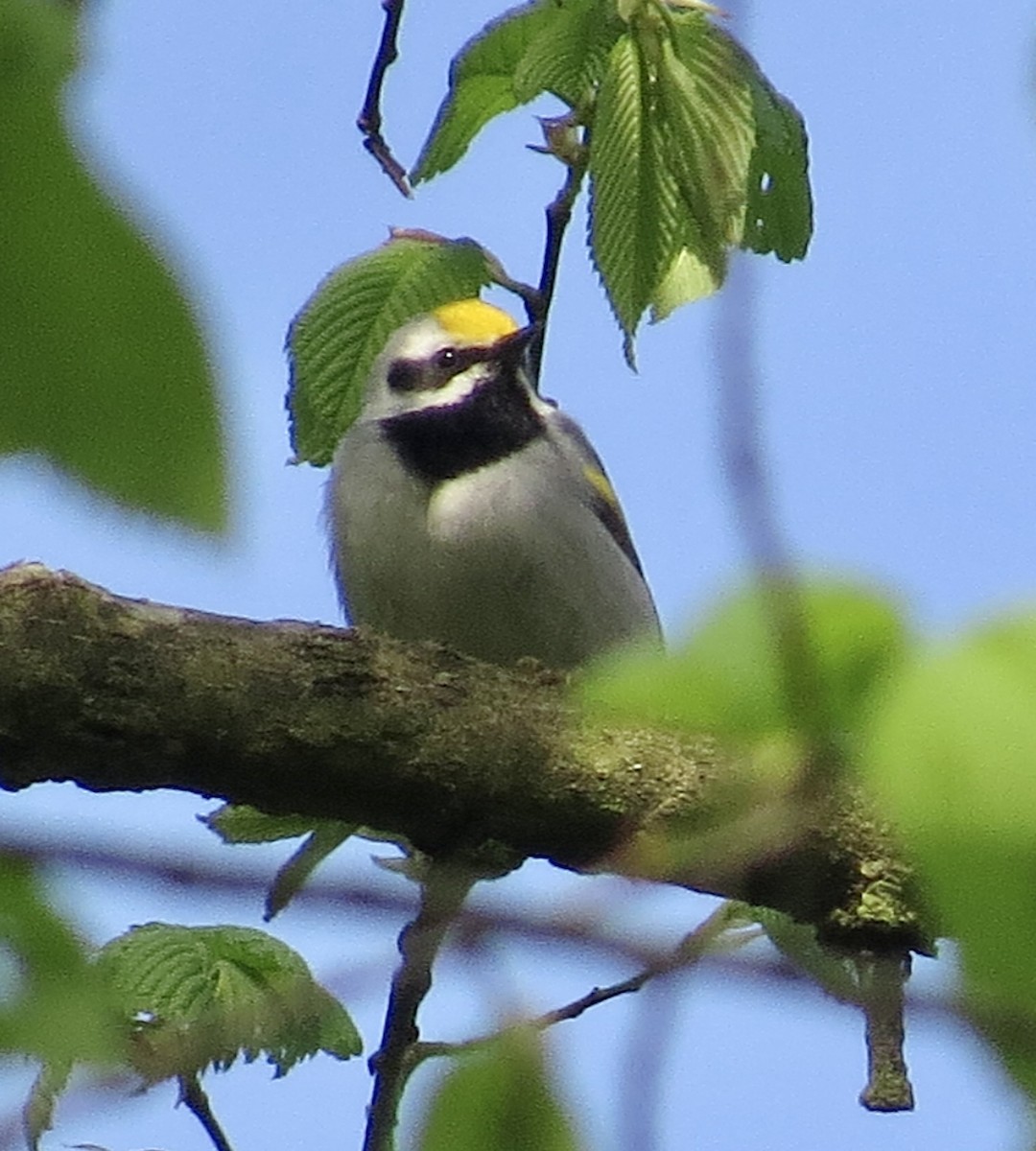 Goldflügel-Waldsänger - ML567132011