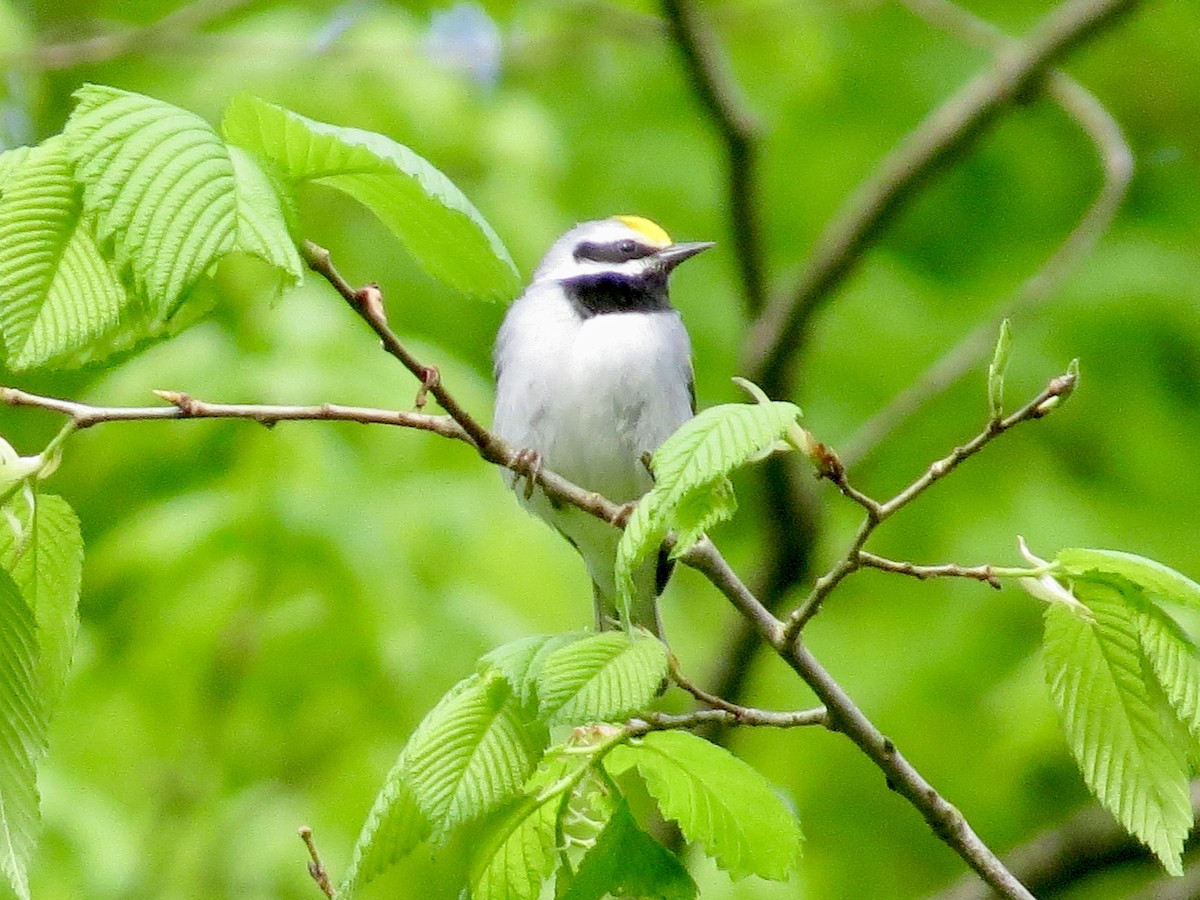 Goldflügel-Waldsänger - ML567132031