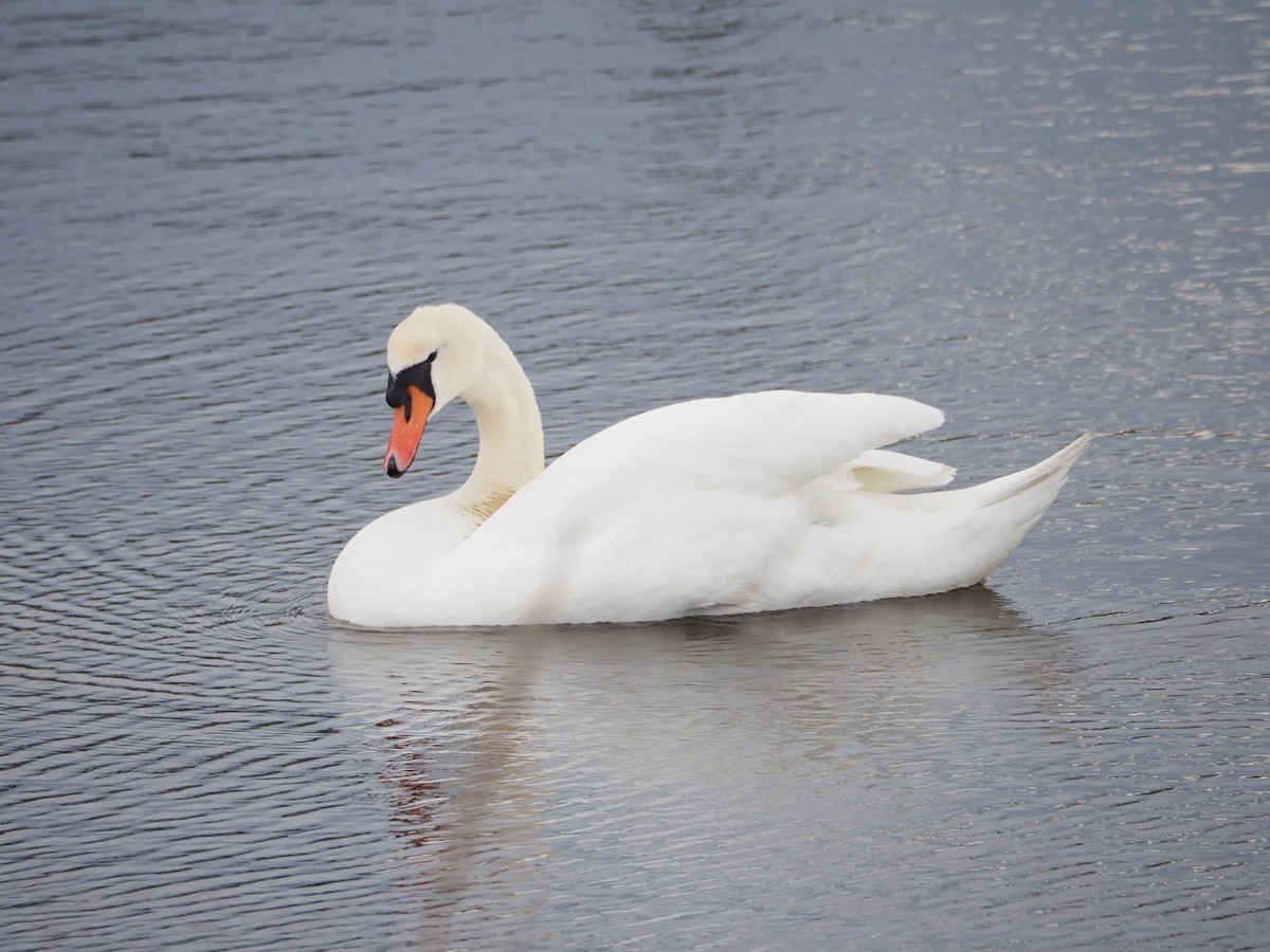 Хуруут хун - ML567132321