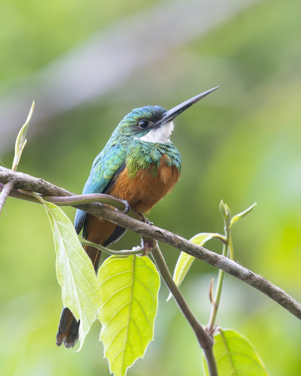 Rufous-tailed Jacamar - ML567134241