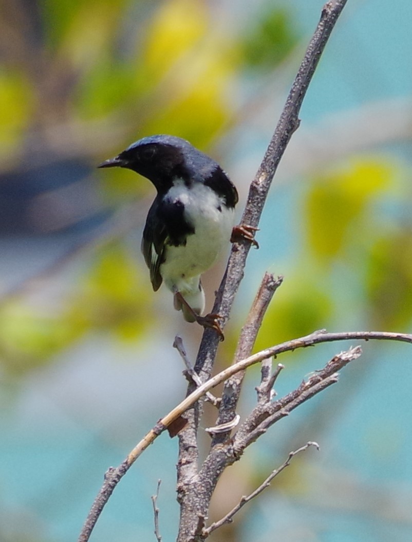 Black-throated Blue Warbler - ML567134361