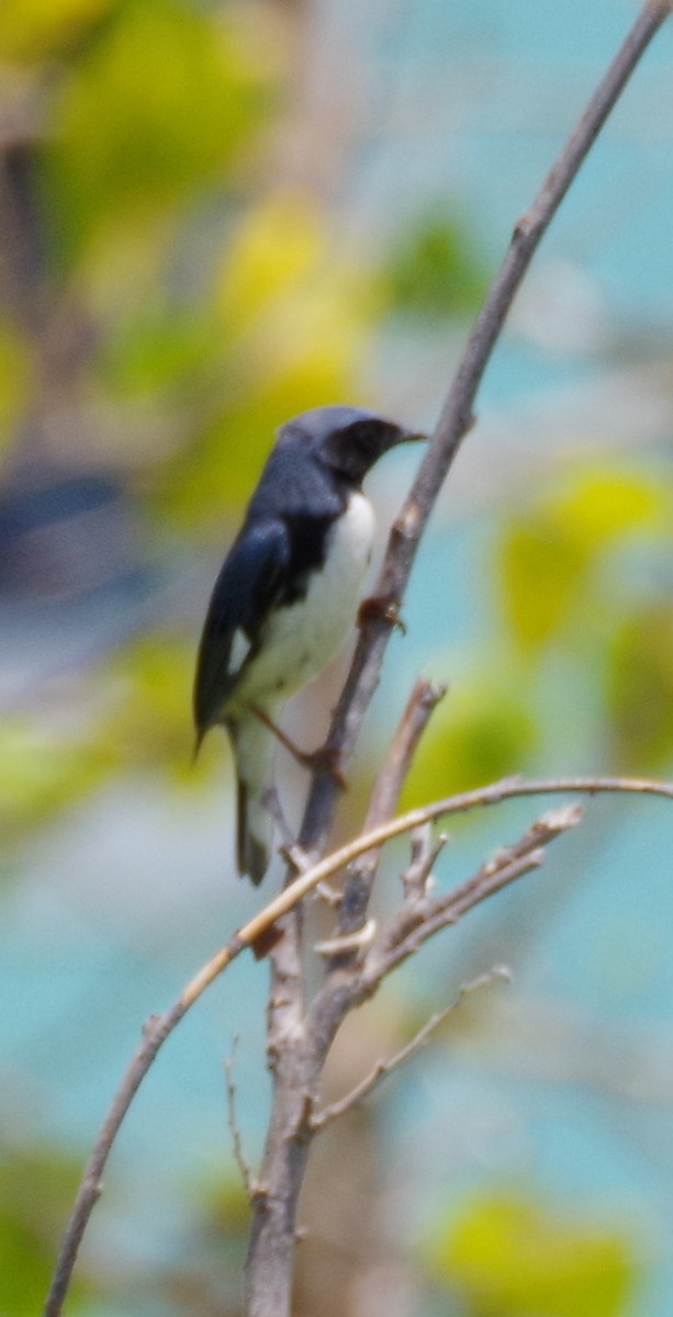 Black-throated Blue Warbler - ML567134371