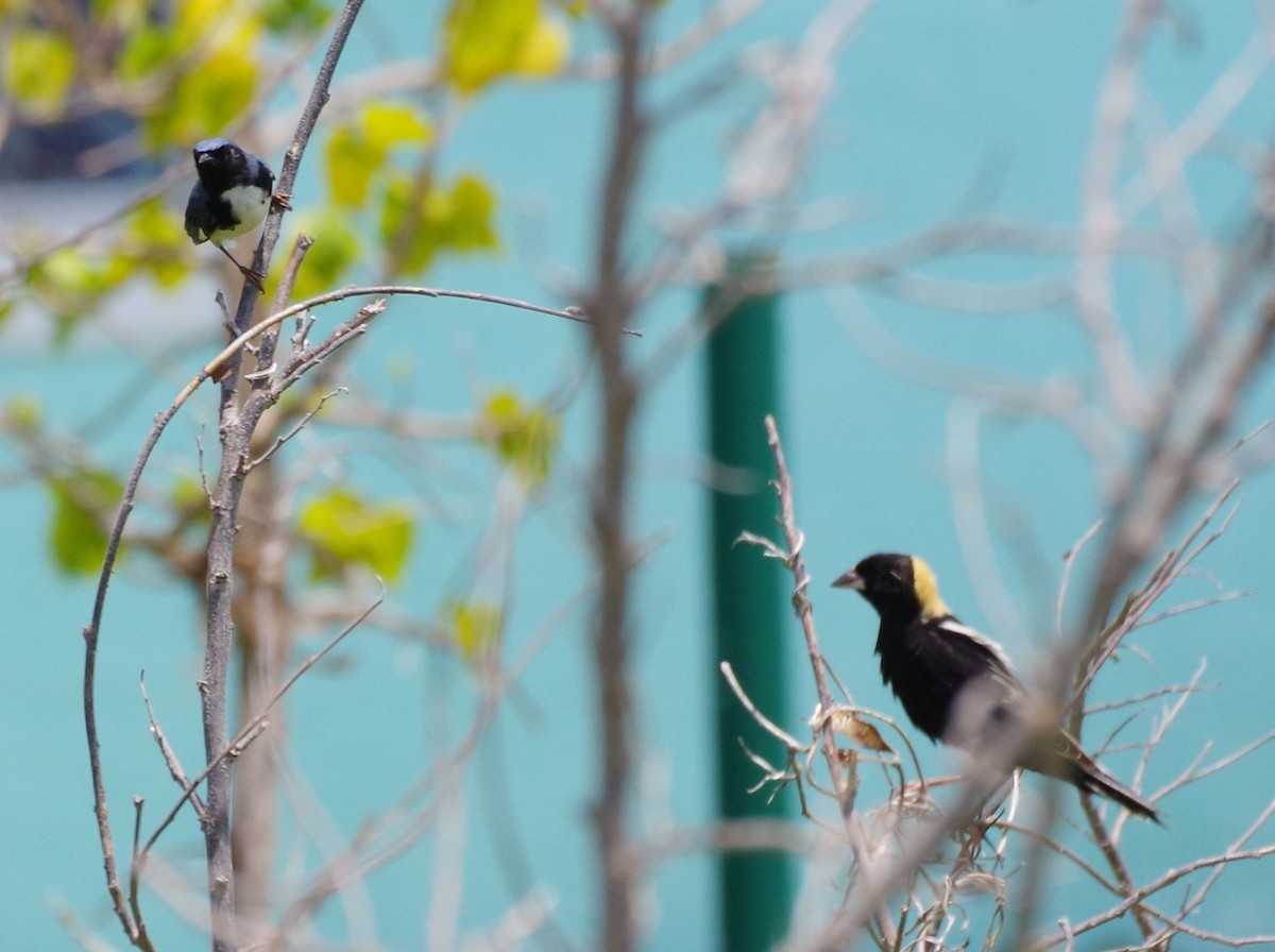 Black-throated Blue Warbler - ML567134381