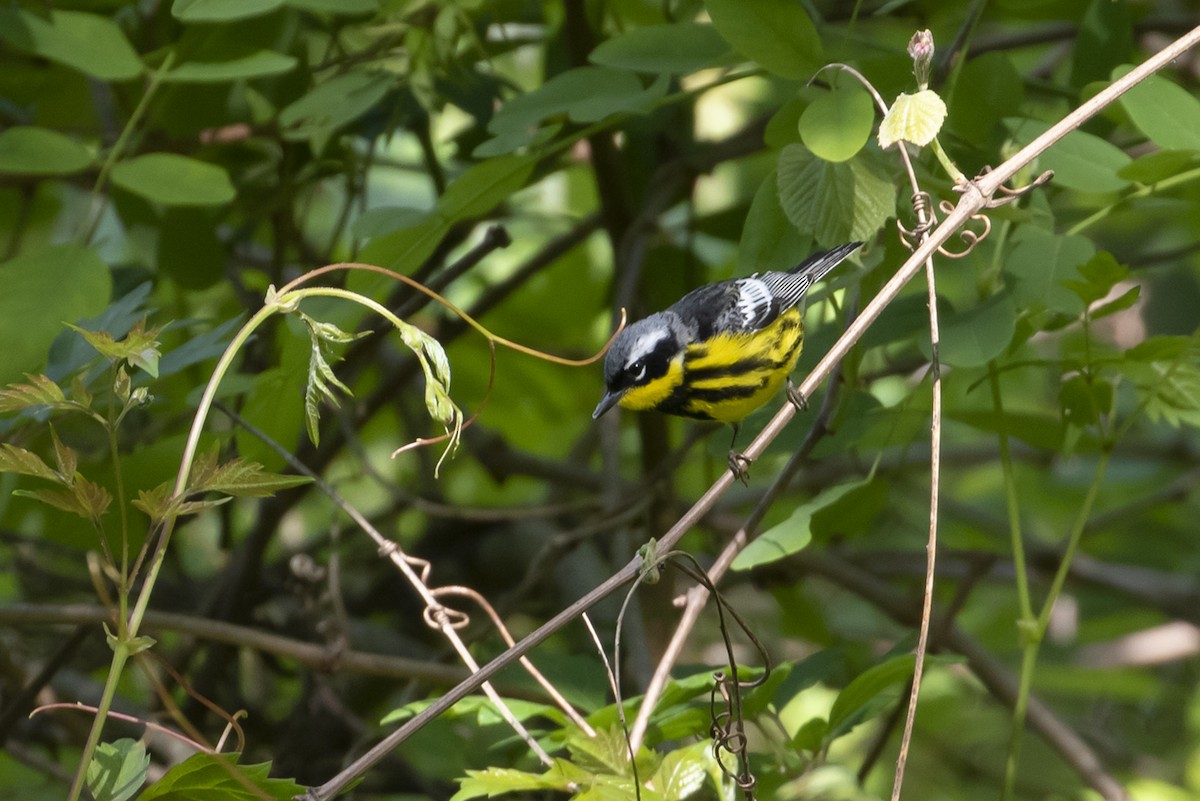 Magnolia Warbler - ML567134421