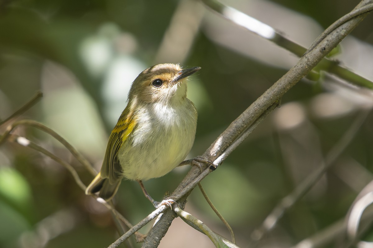 Rusty-fronted Tody-Flycatcher - ML567134631
