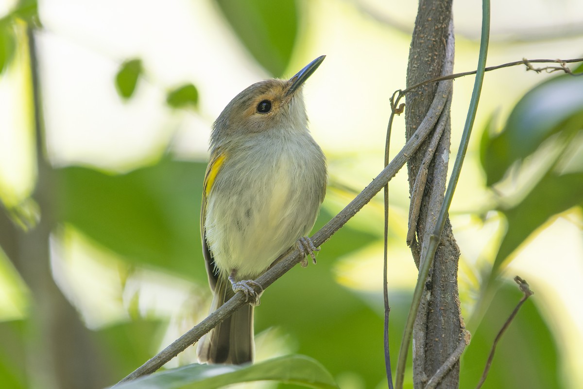 Rusty-fronted Tody-Flycatcher - ML567134641