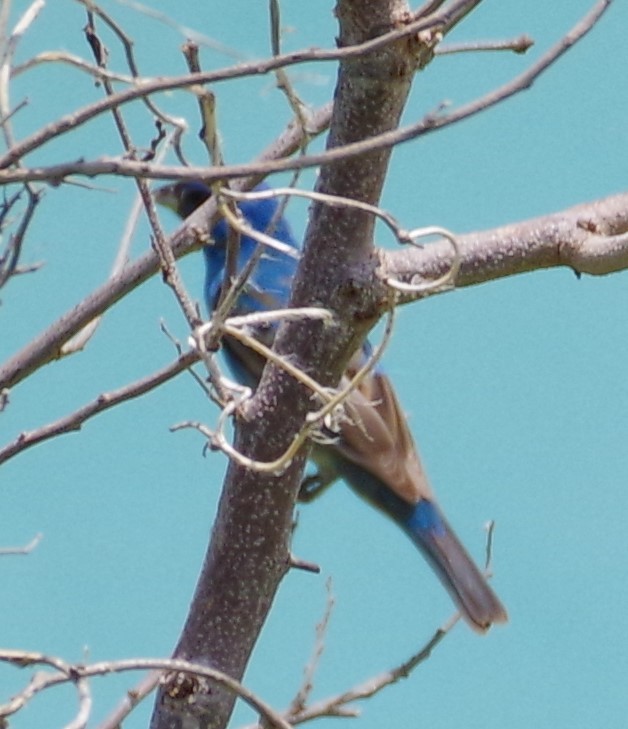 Indigo Bunting - ML567134761