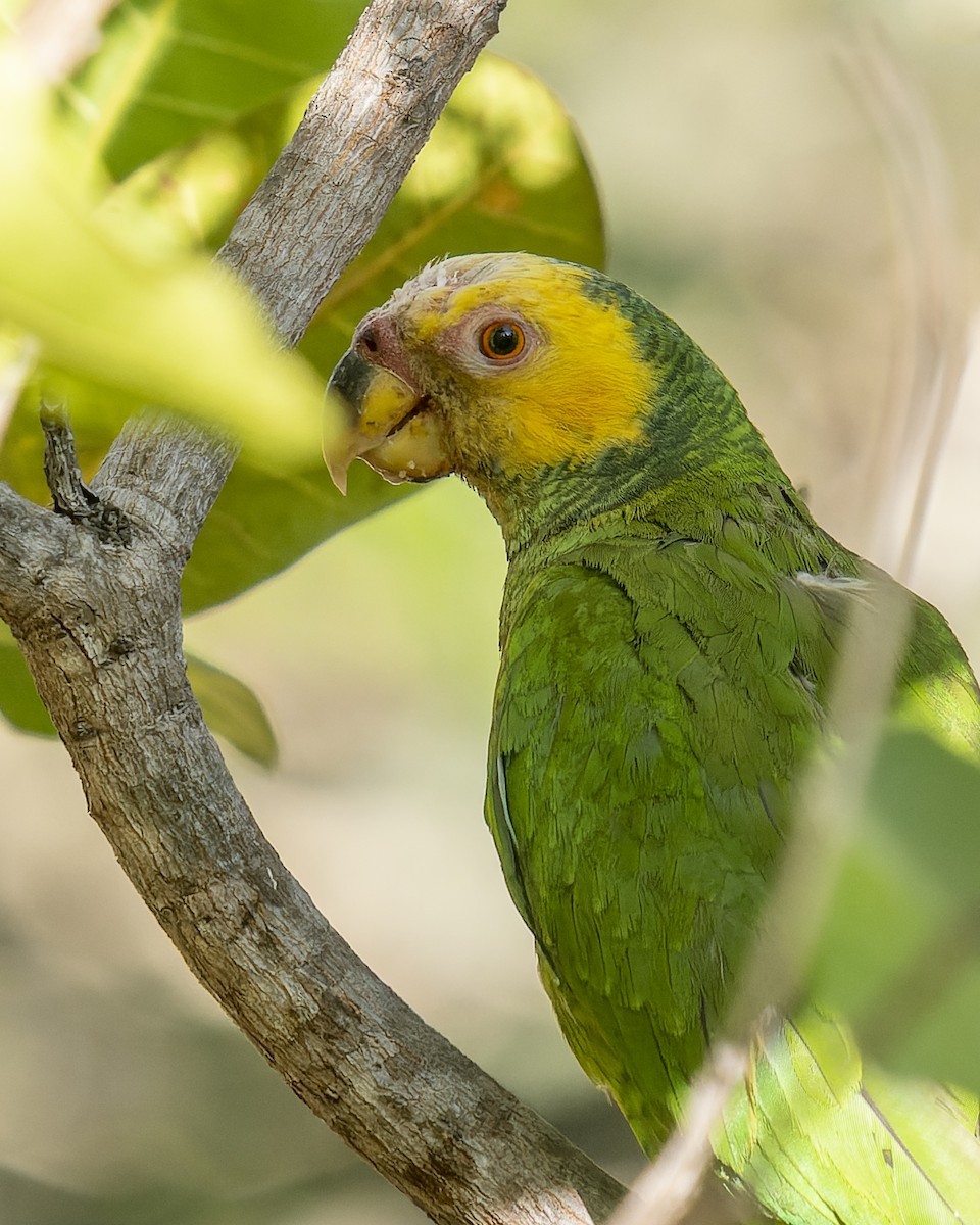 Yellow-faced Parrot - ML567135191