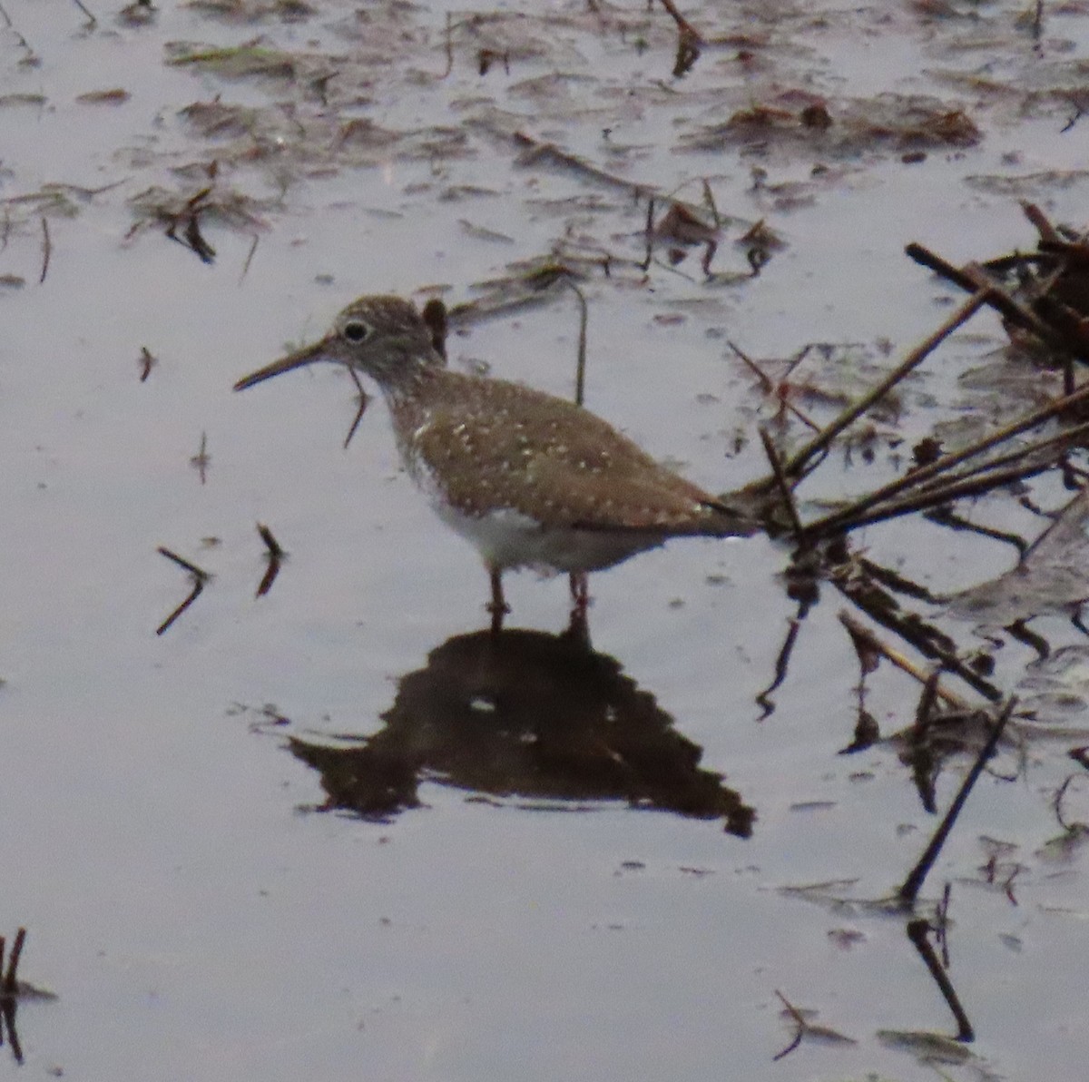 Solitary Sandpiper - ML567136281