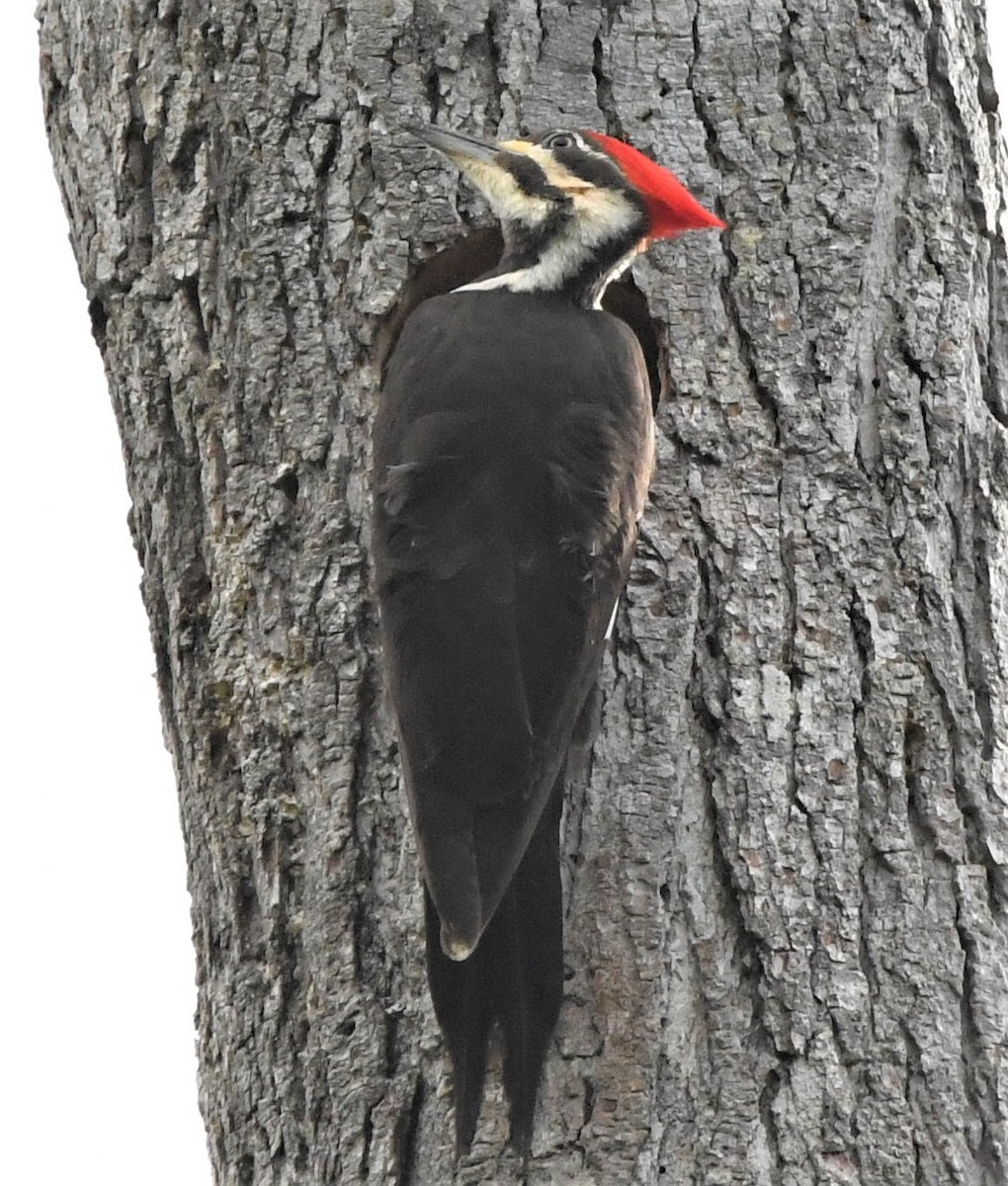 Pileated Woodpecker - ML567136291
