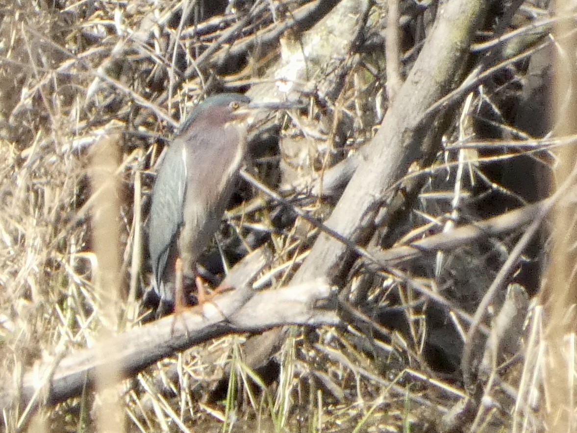 Green Heron - ML567136301