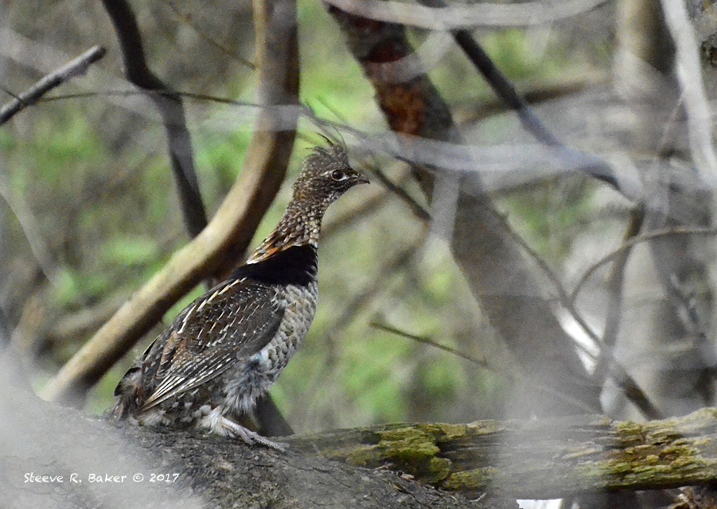 Ruffed Grouse - ML56713631