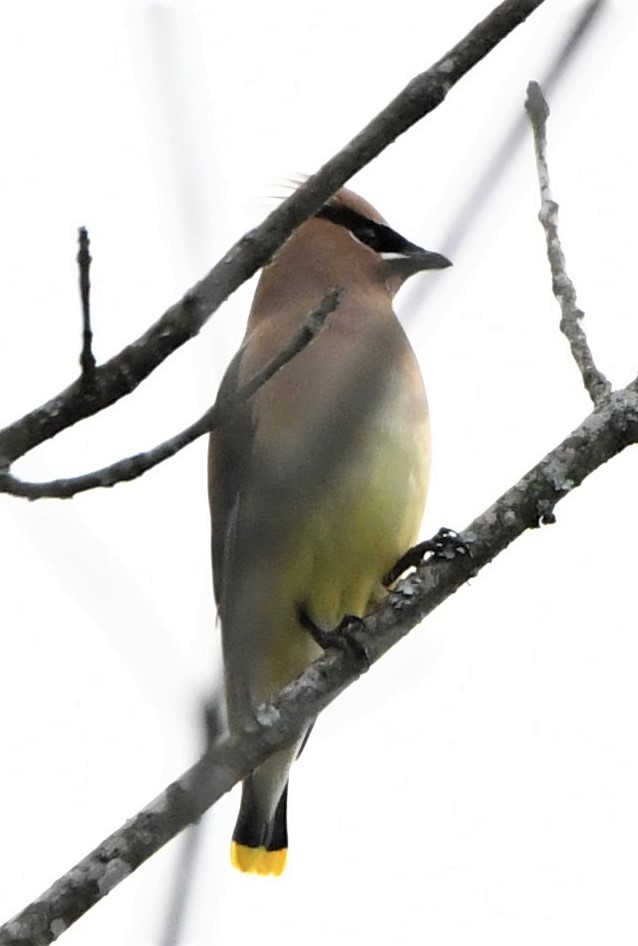 Cedar Waxwing - ML567136581