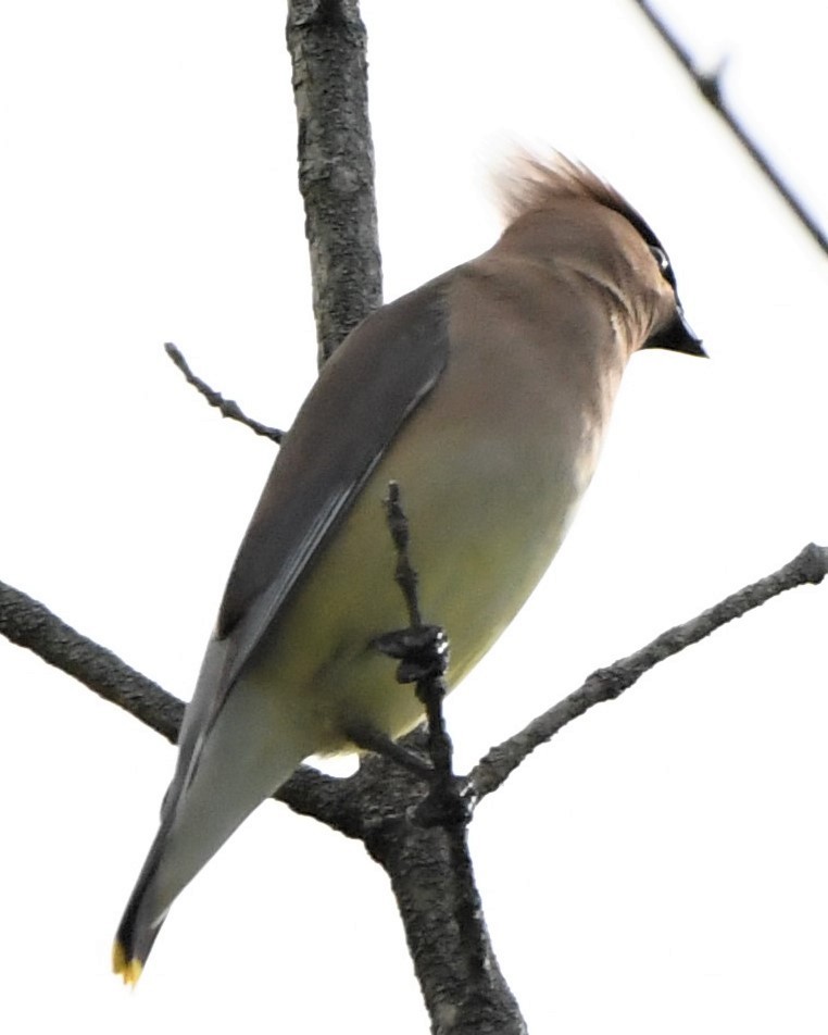 Cedar Waxwing - ML567136621