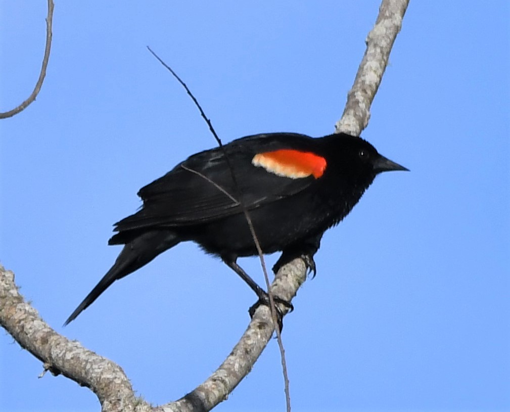 Red-winged Blackbird - ML567136751