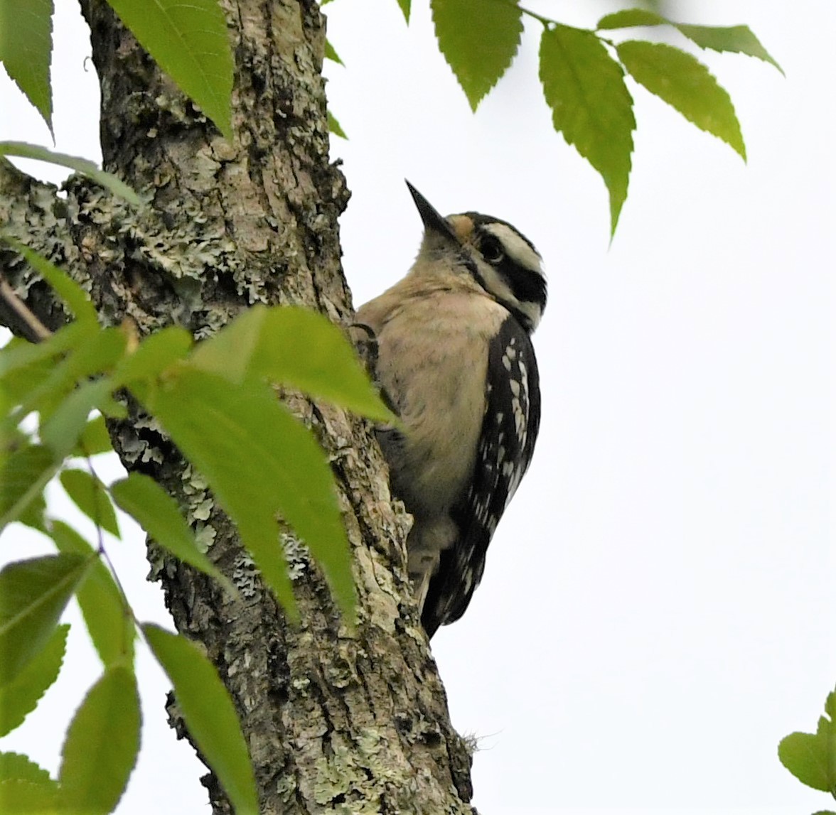 Downy Woodpecker - ML567138321