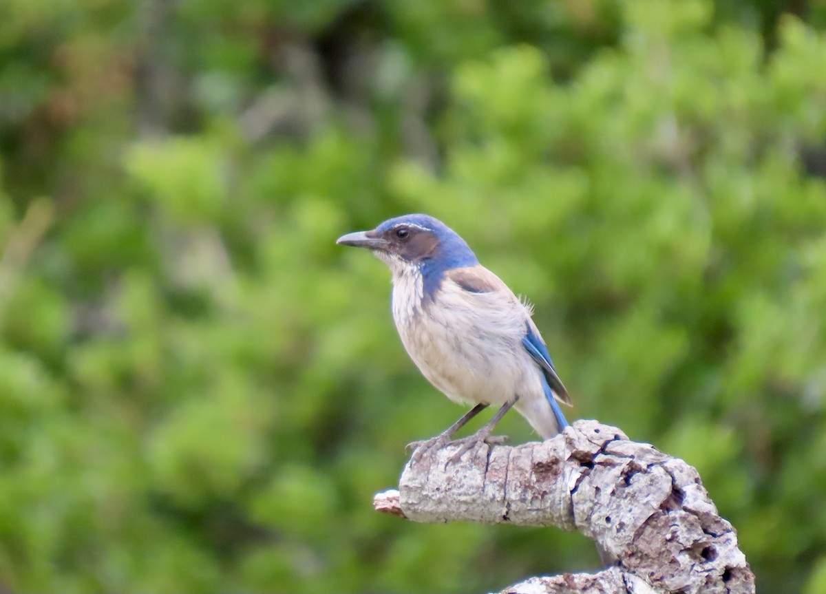 California Scrub-Jay - Lois Goldfrank