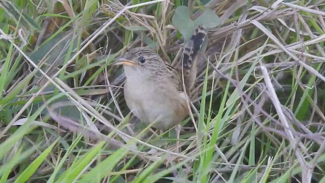 Grass Wren - ML567140201