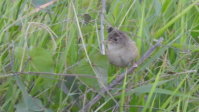 Grass Wren - ML567140931