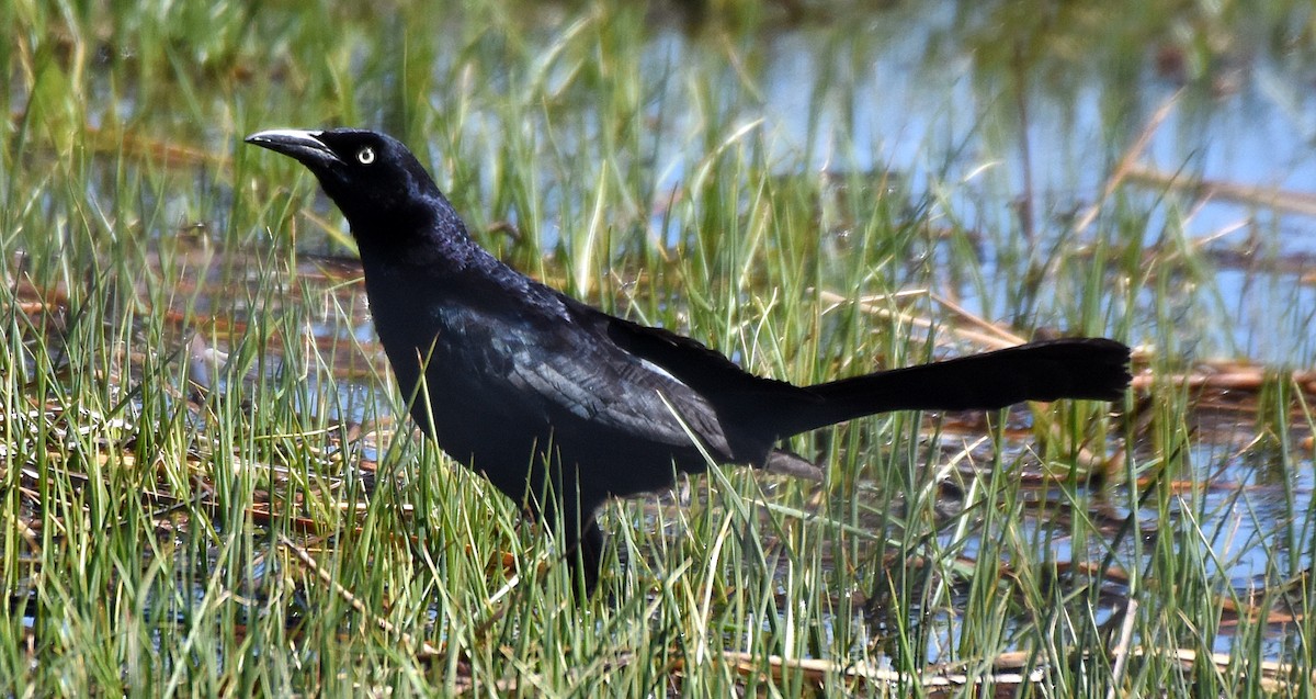Great-tailed Grackle - ML56714291