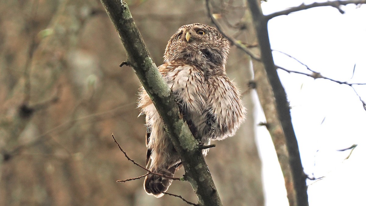 Eurasian Pygmy-Owl - ML567144421