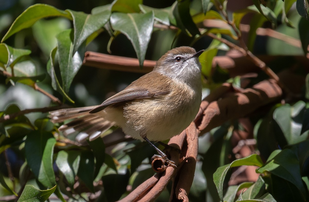 Brown Gerygone - ML567144801