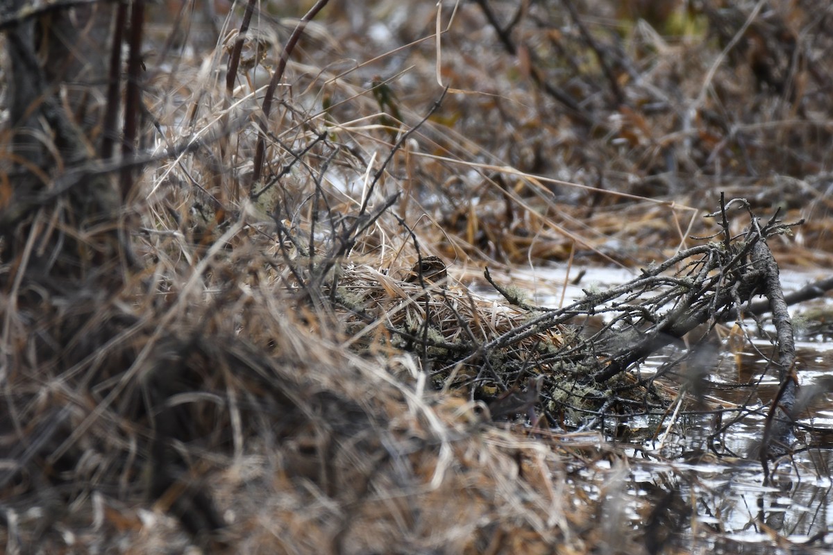 Wilson's Snipe - ML567145511