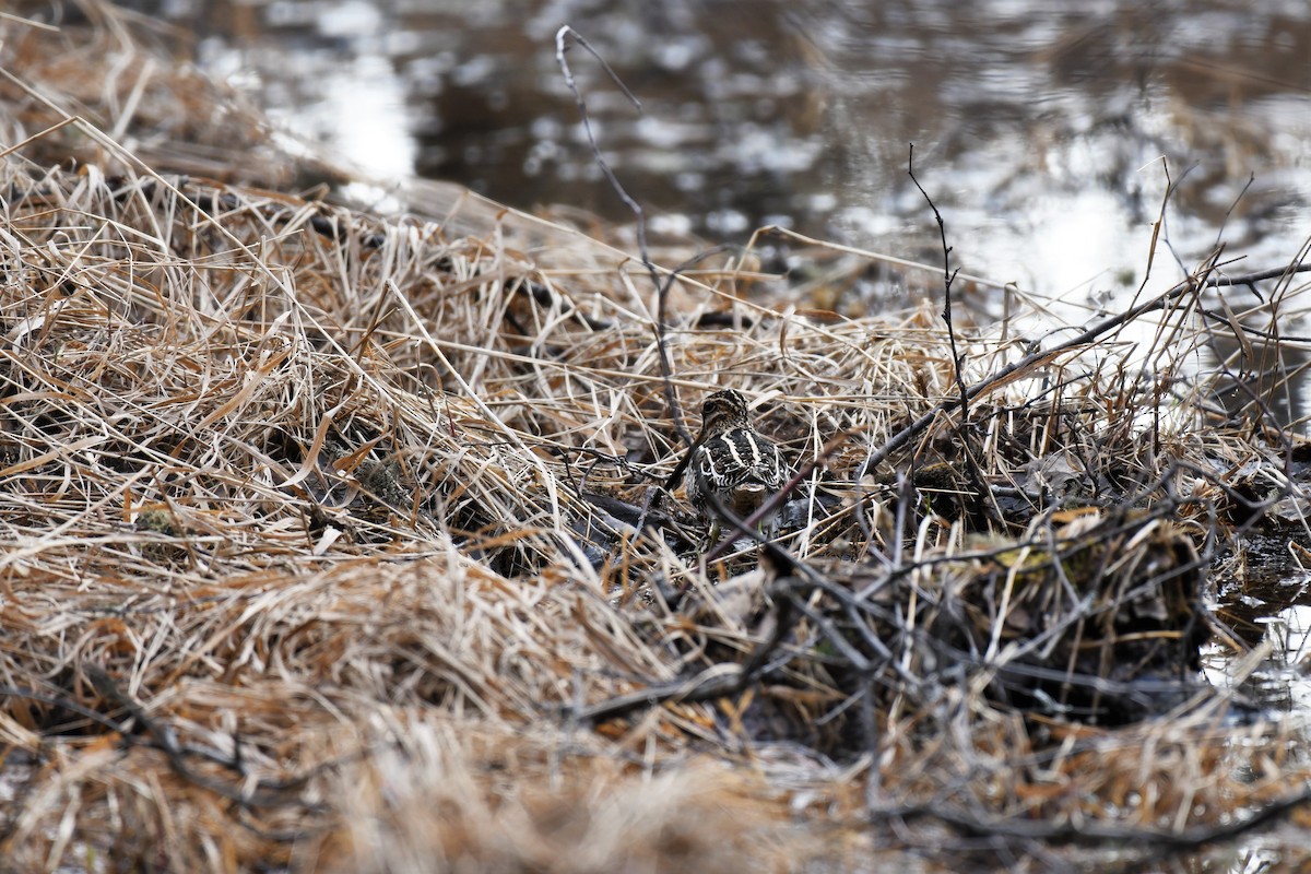 Wilson's Snipe - ML567145531