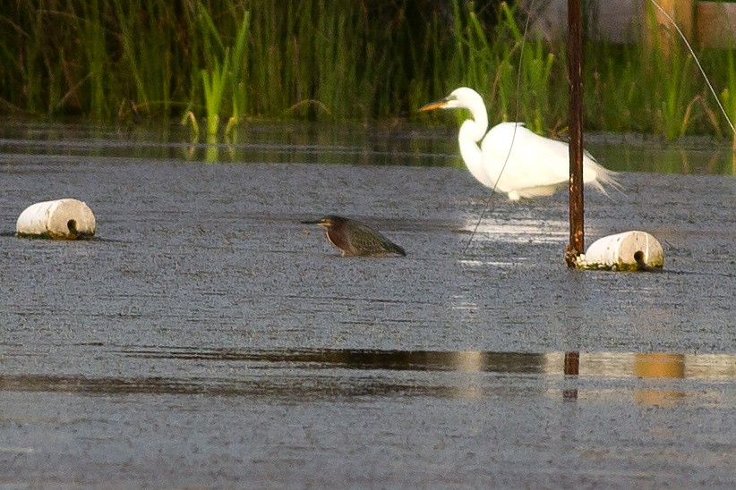 Green Heron - ML567145611