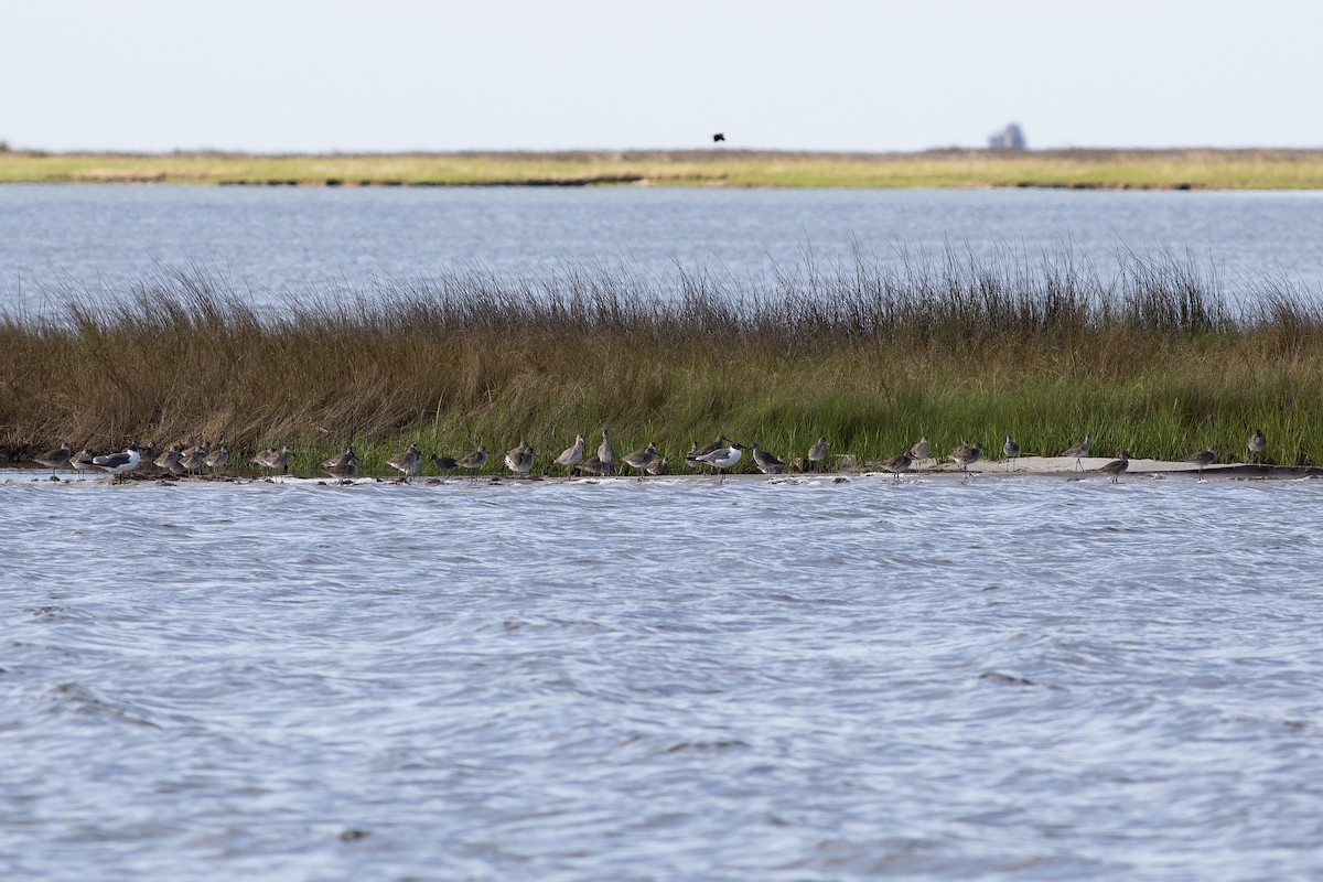 Kuliska erdipalmatua - ML567146141