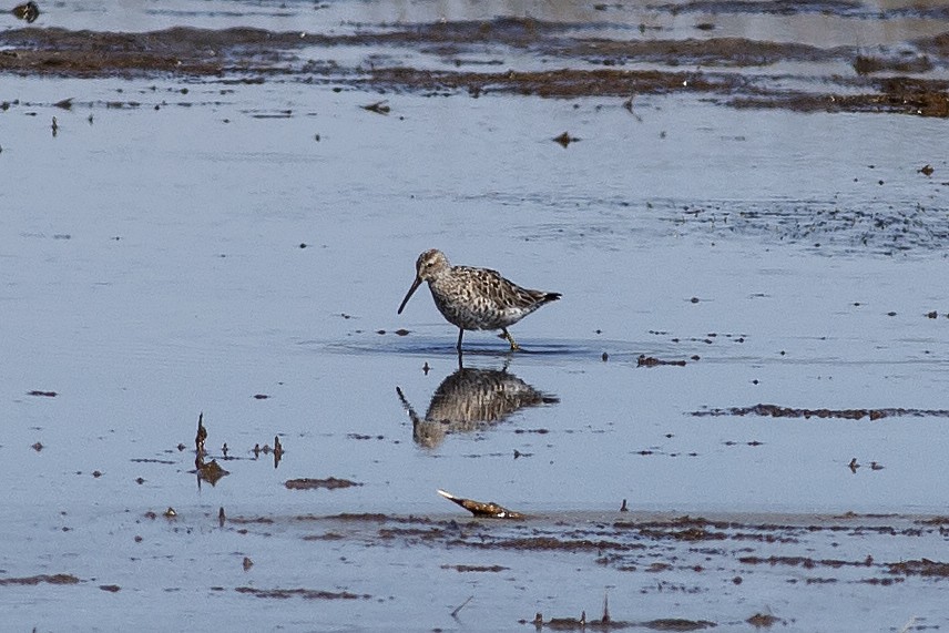 Stilt Sandpiper - ML567146311