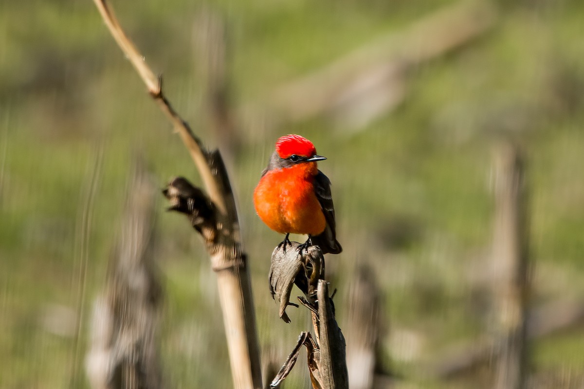 Vermilion Flycatcher - ML567146551