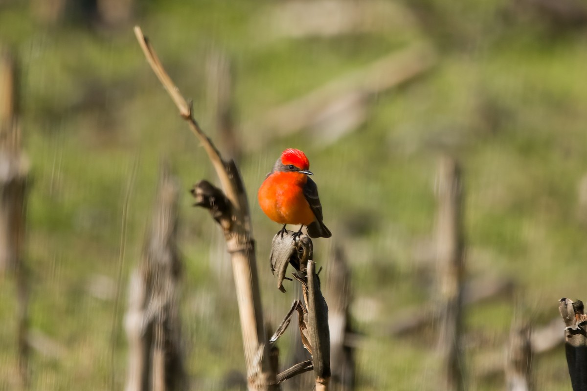 Vermilion Flycatcher - Aaron Carroll