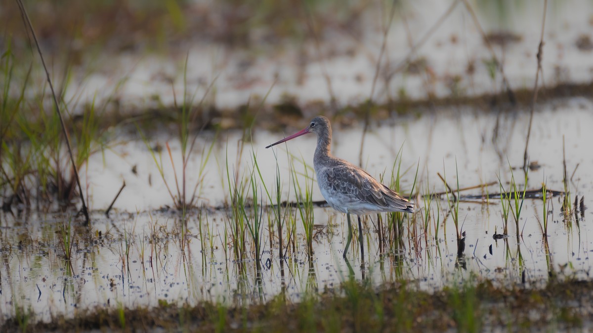 Black-tailed Godwit - ML567147481