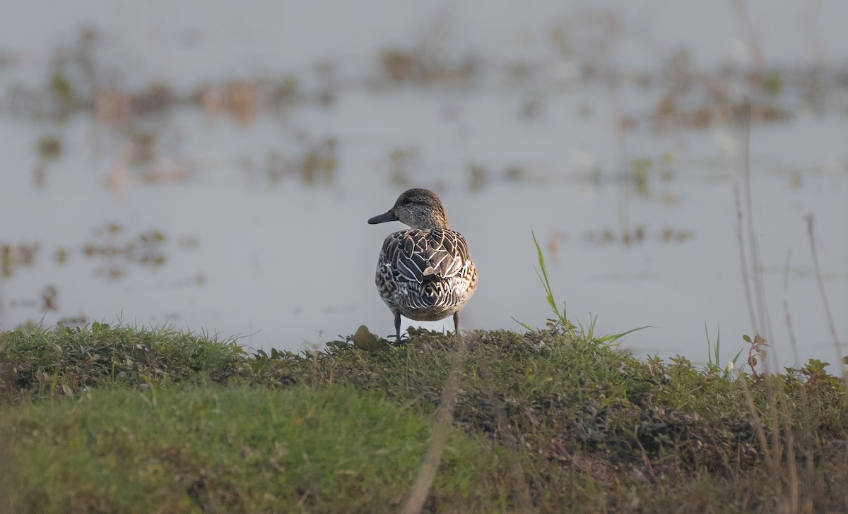 Garganey - ML567147921