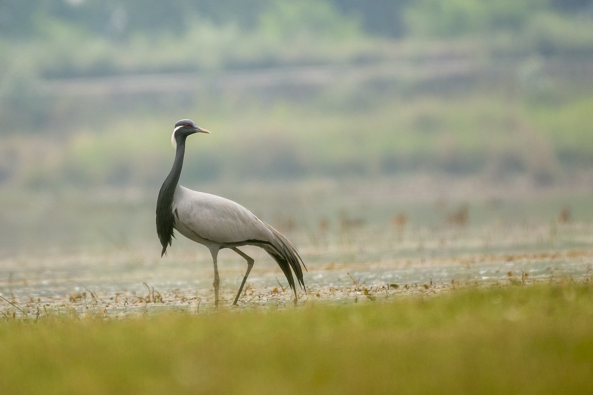 Demoiselle Crane - Anonymous